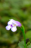 Tor&eacute;nie crustacea