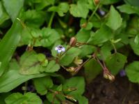 Tor&eacute;nie crustacea