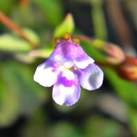 Tor&eacute;nie crustacea