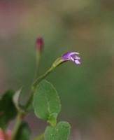 Tor&eacute;nie crustacea