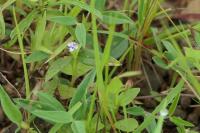 Tor&eacute;nie crustacea