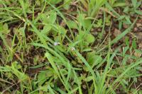 Tor&eacute;nie crustacea