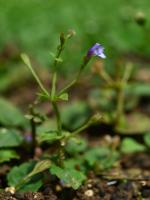 Tor&eacute;nie crustacea