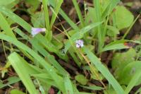 Tor&eacute;nie crustacea