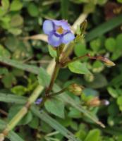 Tor&eacute;nie crustacea