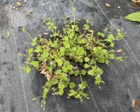 Tor&eacute;nie crustacea