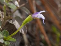 Tor&eacute;nie crustacea