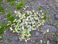 Tor&eacute;nie crustacea