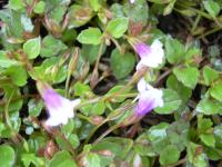 Tor&eacute;nie crustacea