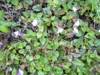 Tor&eacute;nie crustacea