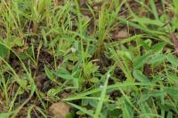 Tor&eacute;nie crustacea