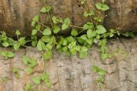 Tor&eacute;nie crustacea