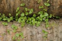 Tor&eacute;nie crustacea