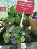 Saintpaulia teitensis