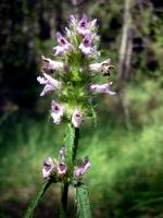 &Eacute;piaire officinale