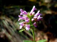 &Eacute;piaire officinale