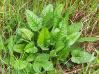 &Eacute;piaire officinale