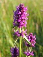 &Eacute;piaire officinale