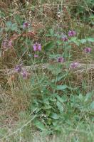 &Eacute;piaire officinale