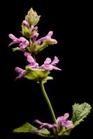 &Eacute;piaire officinale