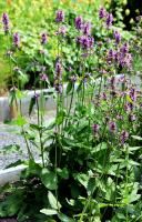 &Eacute;piaire officinale