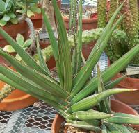 Sansevieria bleue