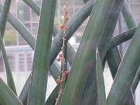 Sansevieria bleue