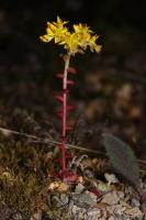 Orpin spatul&eacute;