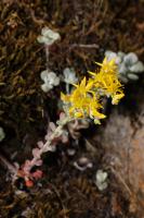 Orpin spatul&eacute;