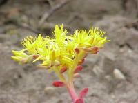 Orpin spatul&eacute;