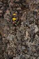 Orpin spatul&eacute;