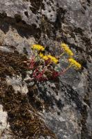 Orpin spatul&eacute;