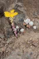 Orpin spatul&eacute;