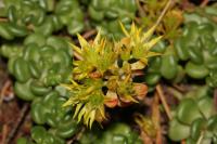 Orpin spatul&eacute;