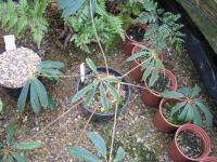 Schefflera de Taïwan