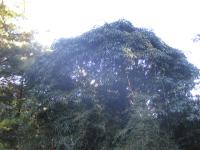 Schefflera de Taïwan