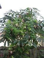 Schefflera de Taïwan