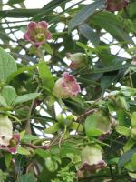 Schefflera de Taïwan