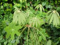 Schefflera de Taïwan