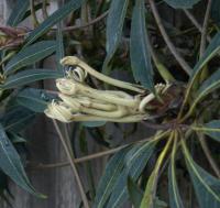 Schefflera de Taïwan