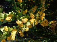 Verge d'or d'automne