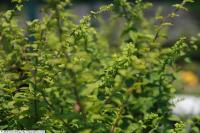 Verge d'or d'automne