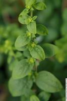 Verge d'or d'automne