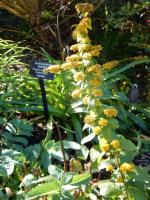 Verge d'or d'automne