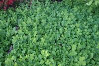 Verge d'or d'automne