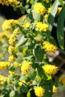 Verge d'or d'automne