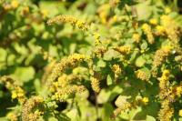 Verge d'or d'automne