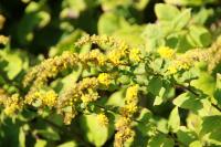 Verge d'or d'automne