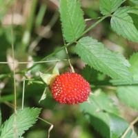 Framboisier fraise