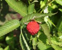 Framboisier fraise